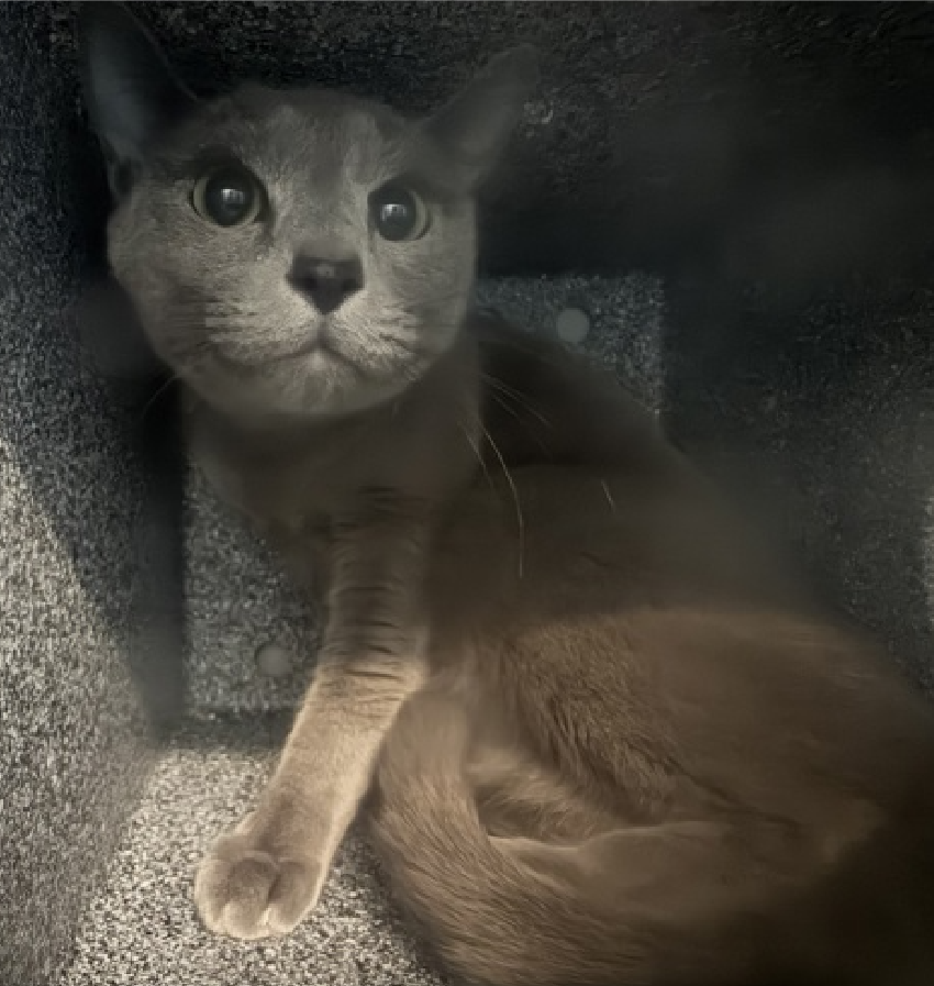 JLthekid9999's tweet photo. 🆘🆘 EXABYTE (ID 253945), 2 YO, MALE –  IN QUEENS ACC - came into the shelter as an  owner surrender on 5/7/2026, with the surrender reason stated as animal behavior - aggressive to other animals.    🆘🆘 😿 😿 😿 😿

🆘🆘 UPDATE – LESS THAN $100 IN TOTAL PLEDGES – EXABYTE IS BEING OVERLOOKED/IGNORED AT SHELTER AND ON X – PLEASE PLEDGE IF YOU CAN 🆘🆘

➡️TBD 6/16/26

➡️ NEW HOPE PARTNER RESCUE ONLY

➡️ TOO LOW ON PLEDGES TO STIMULATE RESCUE INTEREST

➡️🆘🆘 6TH Chance on Emergency Placement List – VERY RARE – SHELTER AT CAPACITY - COULD BE LAST CALL FOR EXABYTE- VERY HIGH EU/SILENT KILL RISK– 🆘🆘 😱🔥🔥😱

➡️ 39 DAYS IN SHELTER – TOO LONG – TIME IS RUNNING OUT

➡️ EXABYTE IS ON THE EPL FOR BEHAVIORAL REASONS - He is not thriving in the care center and continues to display distance-increasing behavior when approached for interactions. He has not warmed up despite staff using treats to build a positive association. This designation often means that the cat will be given very little time for rescue/foster/adoption.🔥🔥🔥🔥

Exabyte is an otherworldly beauty with shimmering silver-blue fur and striking emerald eyes that look like they were carved from a glowing geode. 💚✨ With his angular features and intense gaze, he looks a little bit like an alien visitor - in the very best way possible. Right now, Exabyte is deeply misunderstood. Shelter life has been overwhelming for him, and he does not yet feel comfortable with petting or handling. But beneath his wary exterior is a sensitive cat who deserves the chance to decompress in a calm, low-traffic environment with a patient and compassionate person. Exabyte is seeking rescue placement with someone who understands that trust can take time, and that quiet companionship can be just as meaningful as constant affection. With stability, kindness, and space to feel safe, this extraordinary boy has every chance to thrive. For the right rescue or adopter, Exabyte won't just be a cat - he'll be a once-in-a-lifetime companion. 🛸🐾 ❤️ 😻❤️ 😻❤️ 😻

NEEDS OUT OF SHELTER ASAP –

Please RT or pledge, if you can, to save this little one.

@AdamsPaulGrimke

@mehser12

💔😿🙏Thank you