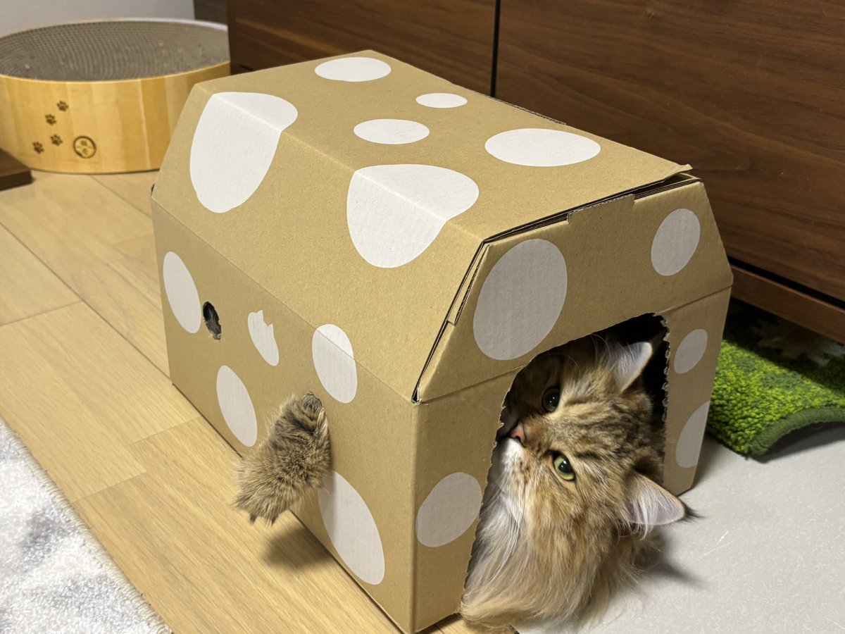 フェオ👑リーン🔔サイベリアン tweet media