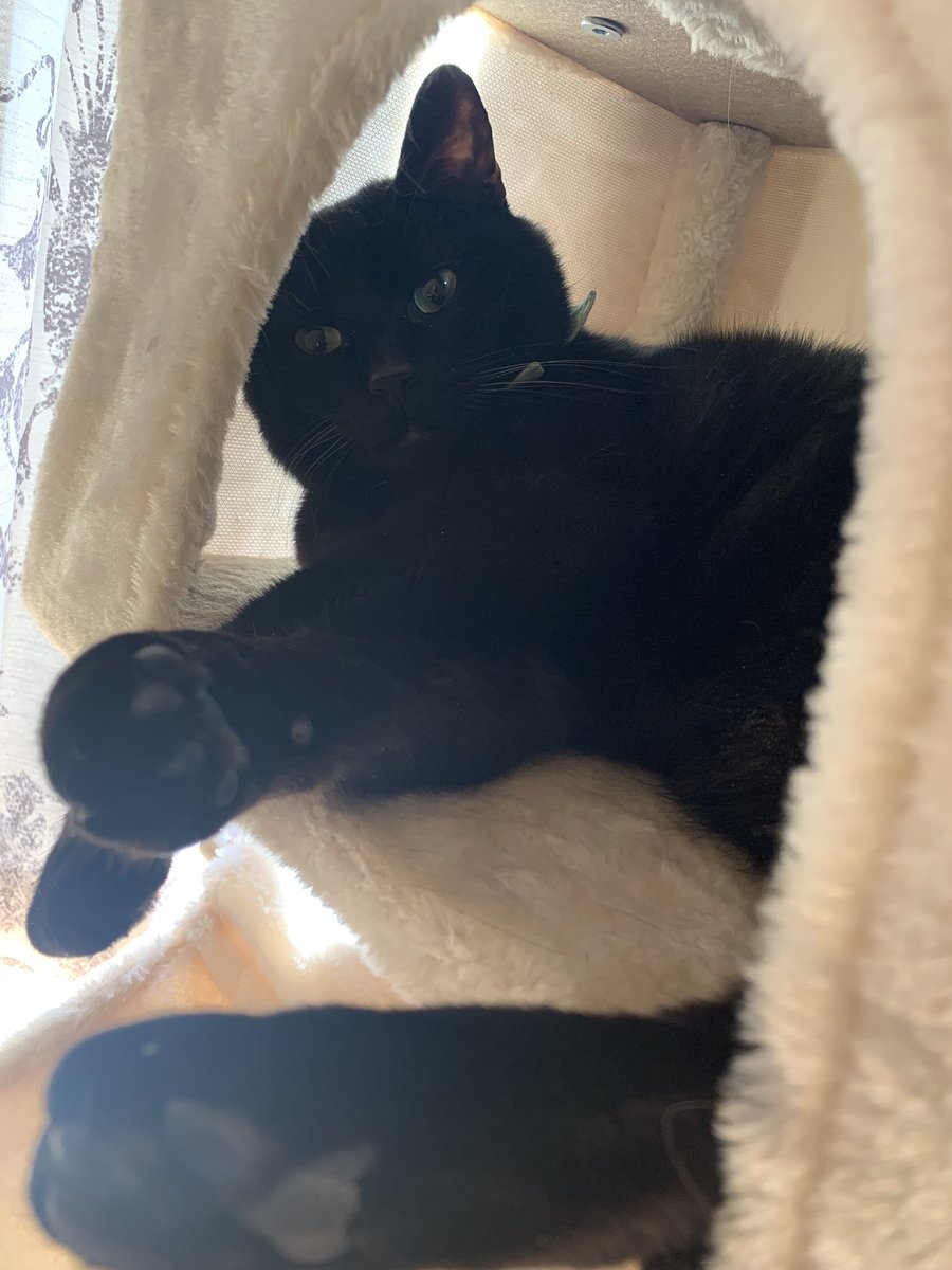 roy20210212's tweet photo. のんびりロイくん🐈‍⬛🐾

#猫 #黒猫 #猫好きな人と繋がりたい #猫のいる暮らし #にゃんこ #ねこ #猫好き #ネコ #猫がいる暮らし #猫がいる幸せ #猫好きさんと繋がりたい #猫写真 #ねこ写真 #ネコ写真 https://t.co/Wl4CjutjiA