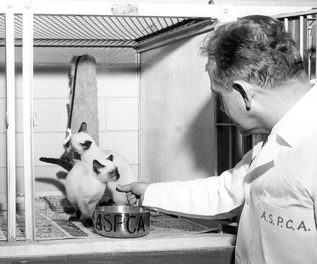 ASPCA tweet media