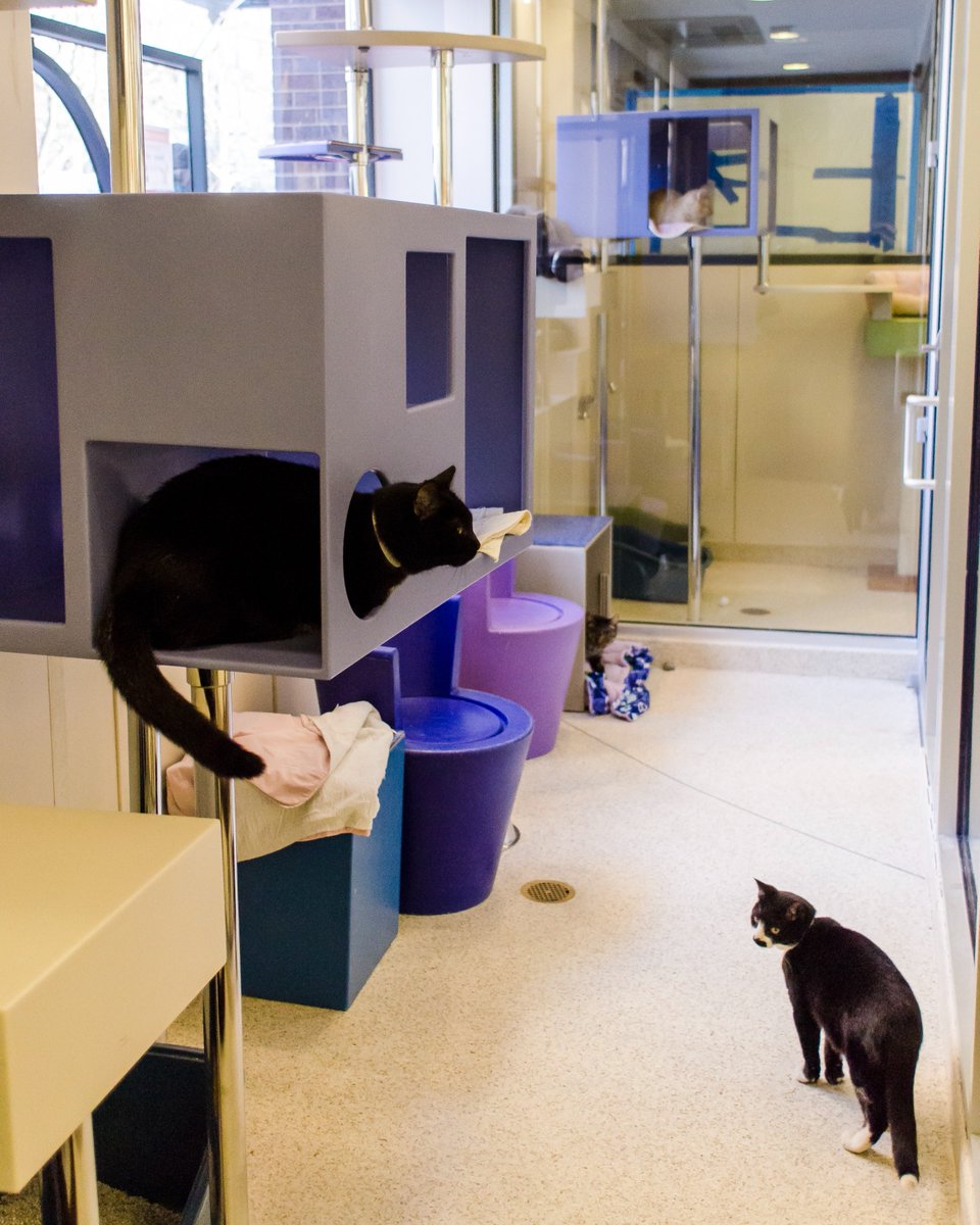 ASPCA tweet media