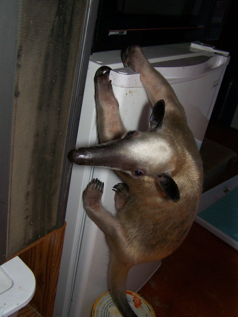 dyllikethepickl's tweet photo. do you mind grabbing me a snack? i’m a little peckish https://t.co/gJcOBcQNXJ