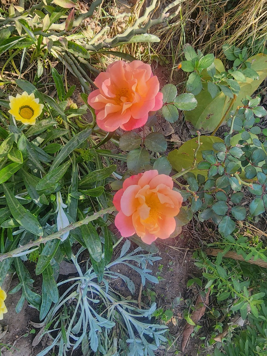 mary_gambara's tweet photo. #ThinkBIGSundayWithMarsha
#newbloom
May this new week bring forth a new unfolding, new awareness of the beauty we carry withinπ https://t.co/MraJMVUlsN