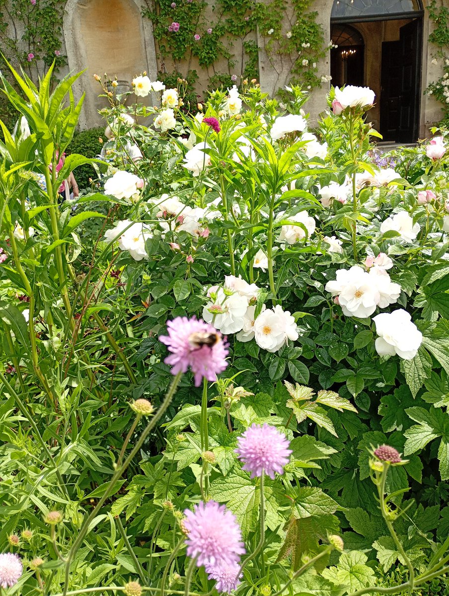 GarryMerrifield's tweet photo. Insects being busy https://t.co/wHfcWccm6W