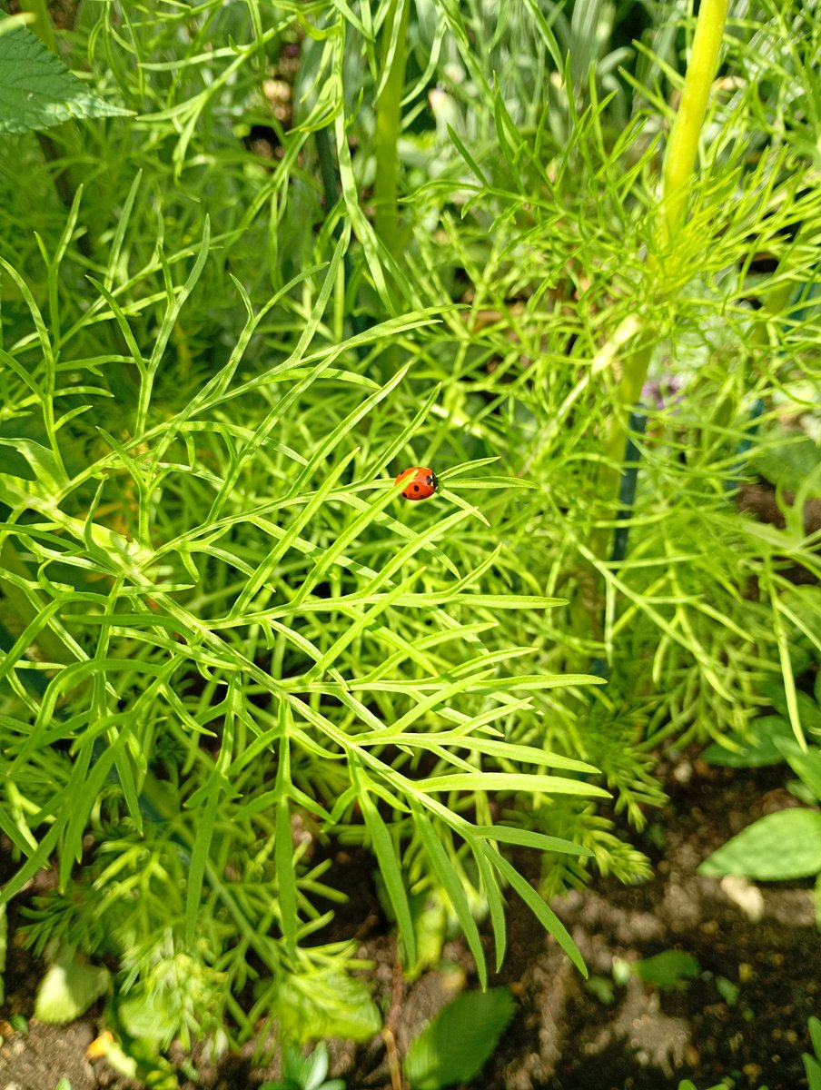 GarryMerrifield's tweet photo. Insects being busy https://t.co/wHfcWccm6W