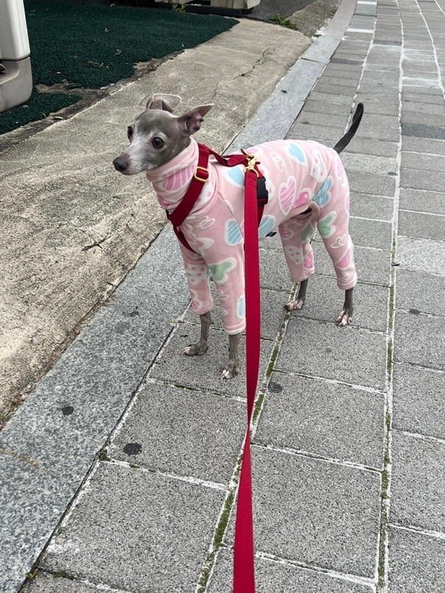 qtbingz's tweet photo. i hope eumppappa knows how much she was loved :( thank you gyub for sharing her last few years with us 💗 https://t.co/Uid5UILnMP