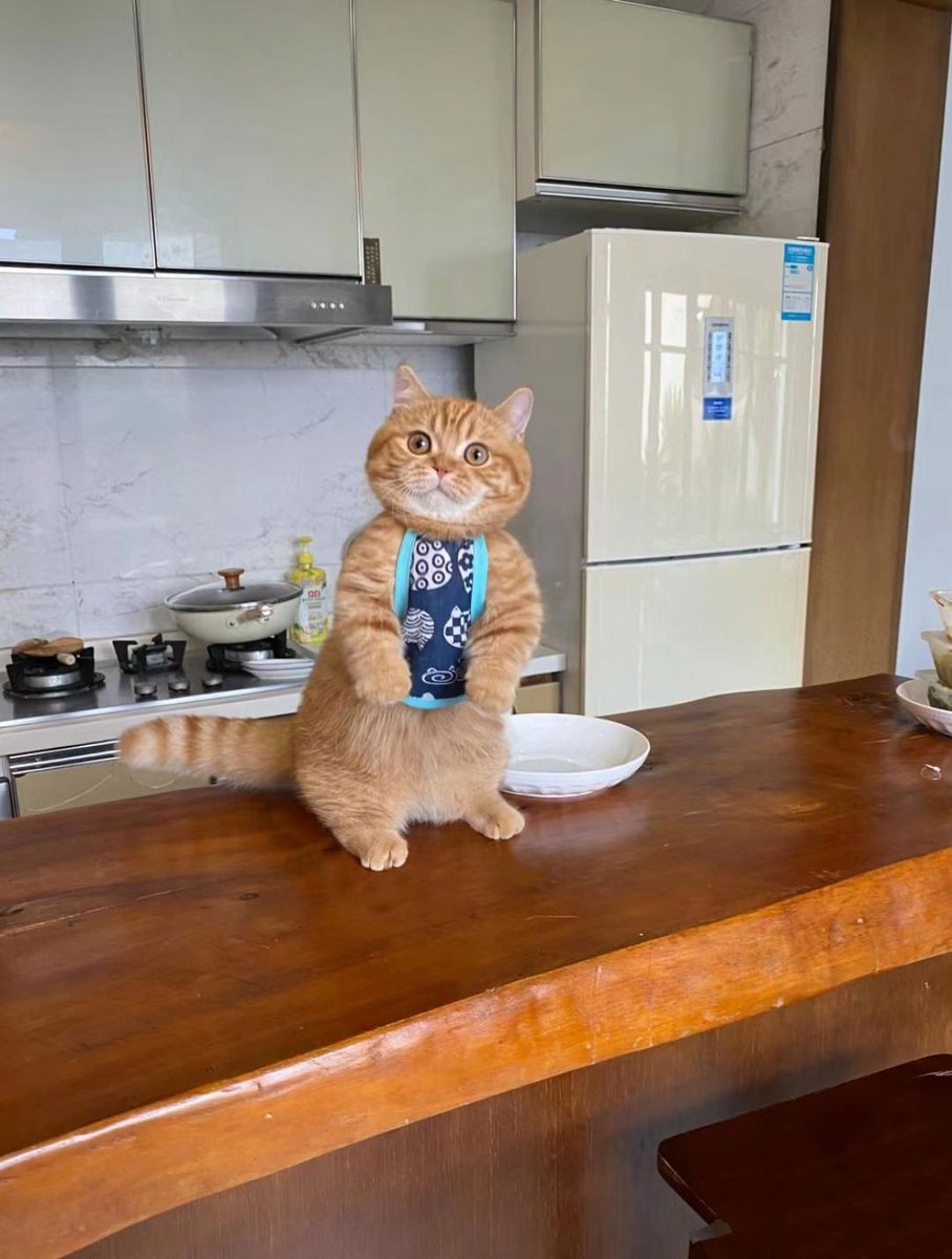 hanysamirzaid's tweet photo. Just spent the evening wrapping homemade dumplings while my cat curled up on the kitchen counter — small, cozy wins are the best fuel for a busy week , https://t.co/cMvPwexnj3