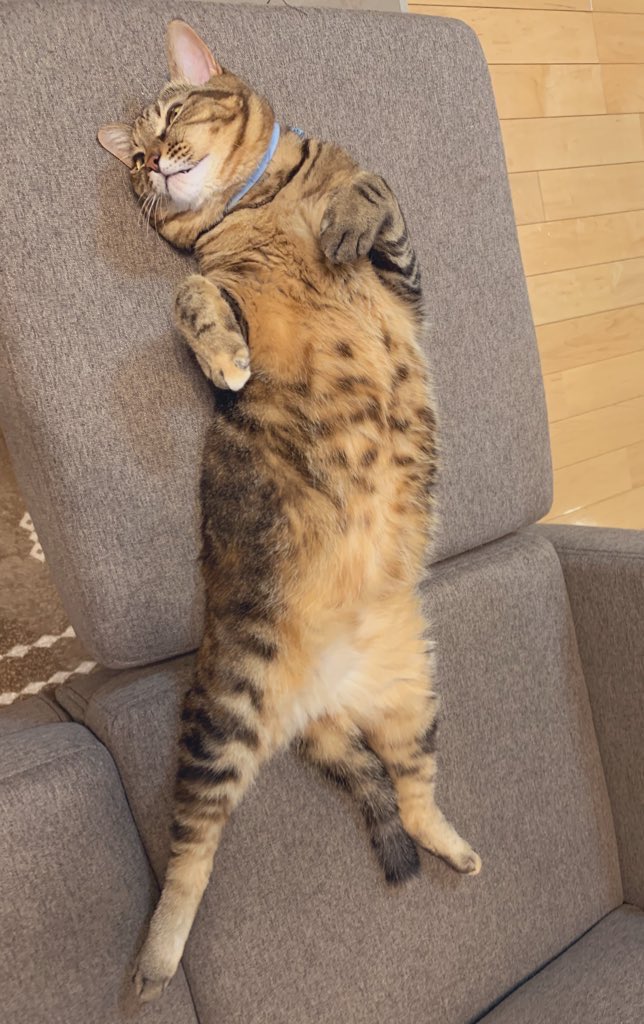 mii20220415's tweet photo. ばあ！！！

#猫 #cat #猫のいる暮らし #にゃんこ #ねこ #猫好き #ネコ #保護猫 #キジトラ #猫がいる生活 #猫好きさんと繋がりたい #猫がいる幸せ #ネコ #猫写真 https://t.co/z8dq5qOVs0
