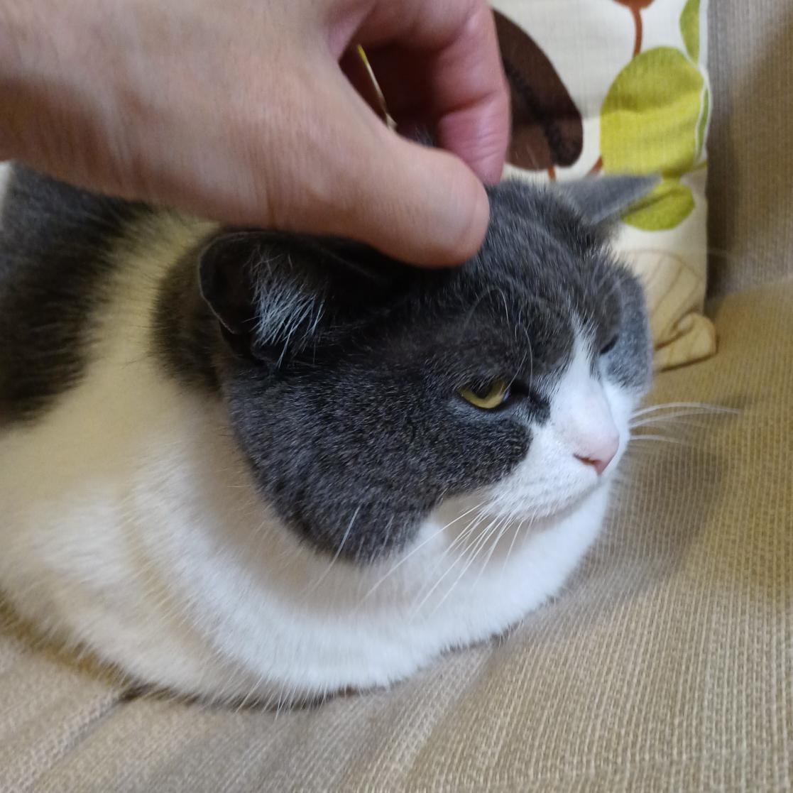 bori_jp's tweet photo. ２日連続で家を空けていたのでモフモフして怒りゲージを下げねばなりませぬぞ〜 https://t.co/b5UXLtLGoo