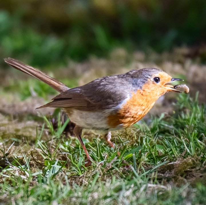 Jonesy2723's tweet photo. A bite to eat

#photography #robin #bird #redbreast #nature https://t.co/ZrTTJ1h3Nq