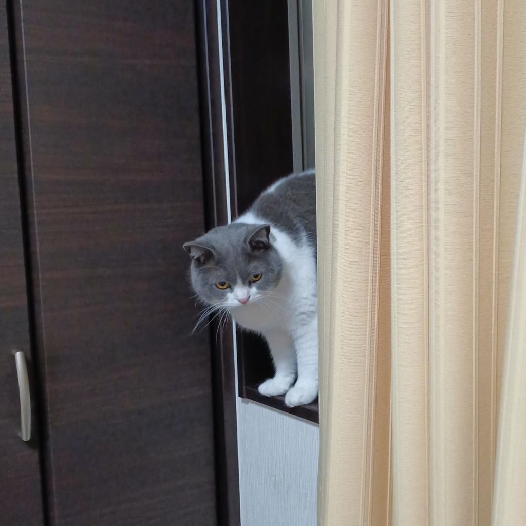 bori_jp's tweet photo. おっと急いで洗濯物を干さねば〜 https://t.co/0pRn0mWw0E