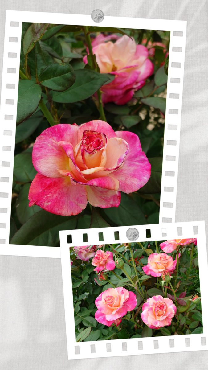 fraction52's tweet photo. #薔薇 アブラカダブラ
語源の由来は諸説ある…
黄色と赤色の絞り模様が
ミステリアスな雰囲気なのが由来だって

日傘って種類あり過ぎて
選ぶの時間かかるね〜🥲
何重視かで絞れはするけど…

📺️通販番組で日傘紹介していたから
即決した笑

この夏は
涼しさを持ち歩きできそうです🤭 https://t.co/fbMq0bWPQF