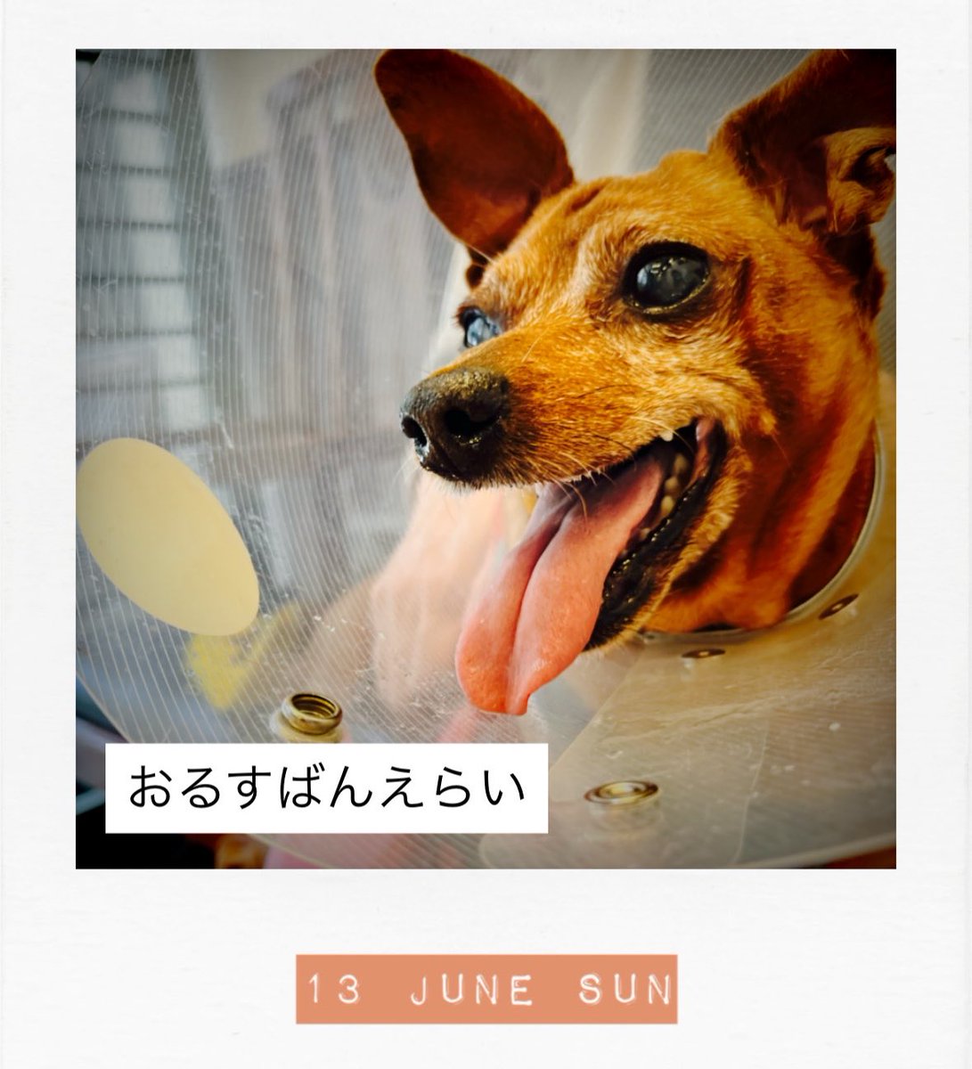 めちこ tweet media