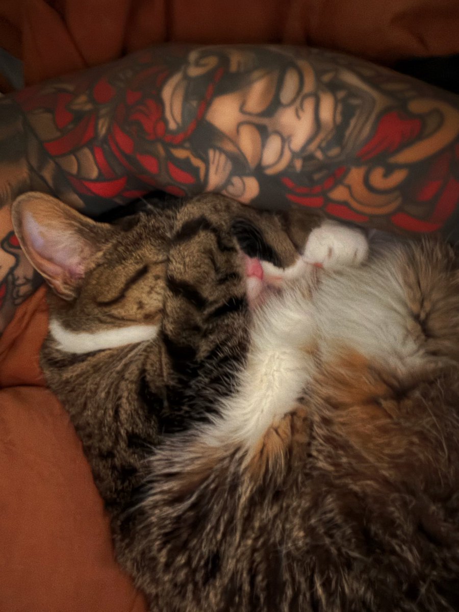 🐈⬛ tweet media