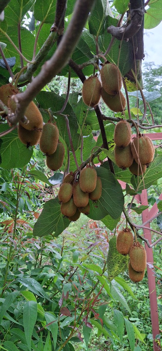 PawanGou's tweet photo. #Kiwi_fruit 🥝🥝 https://t.co/CePzCPpukd
