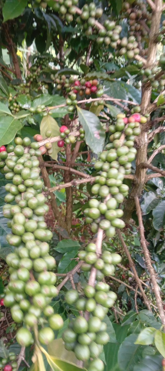 cbeekeeping's tweet photo. Ruiru 11 is unbeaten.

You can easily get 15kg per stem. https://t.co/sNum8zvHhU