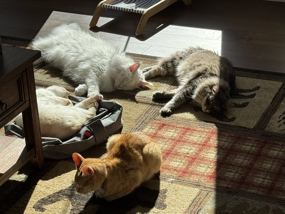 Mortdog's tweet photo. Happy Sunday from the cats. https://t.co/Zk3rWYV6Ot