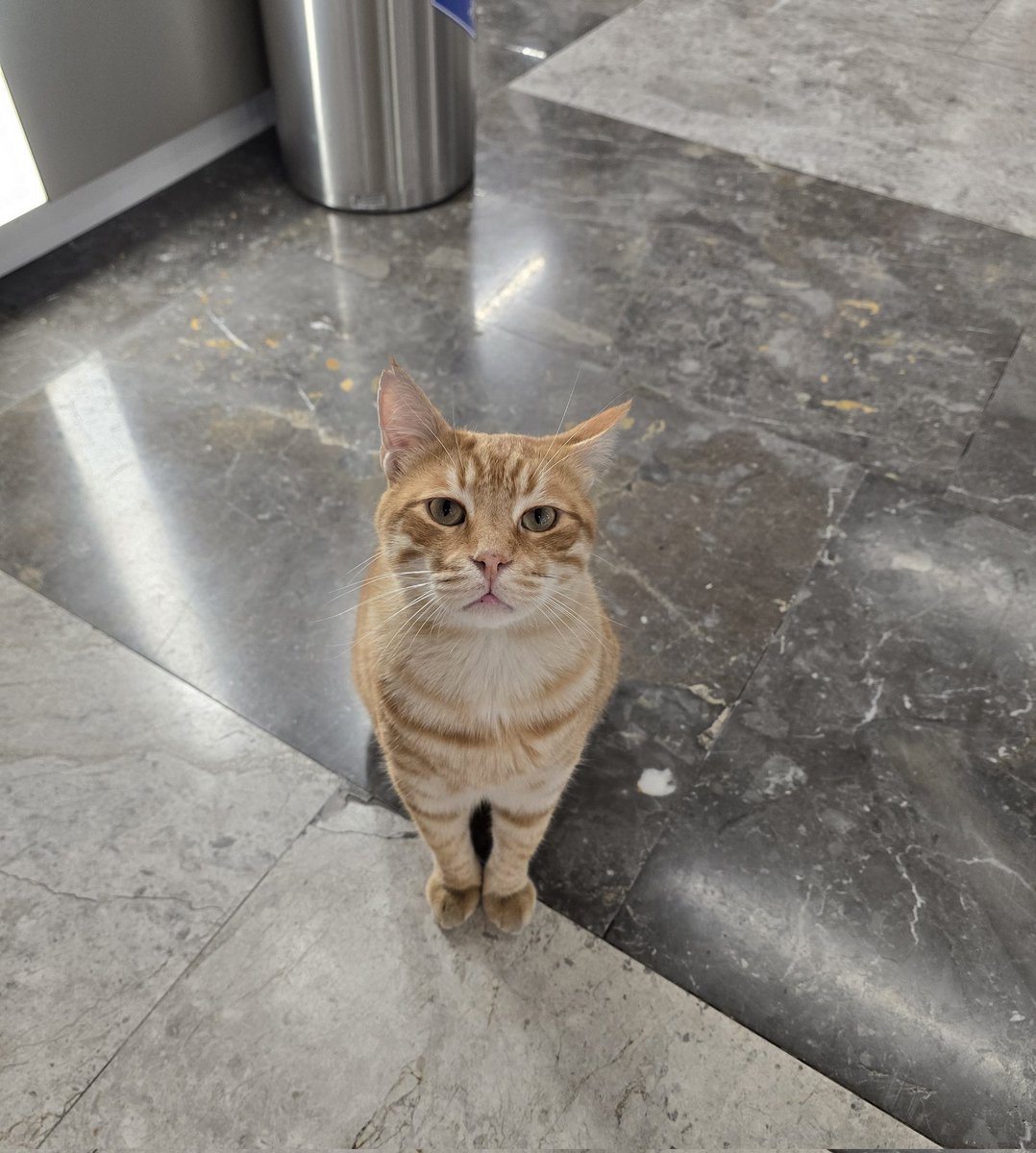 lunaanasi's tweet photo. Sevgili Migros bu güzel çocuğun yattığı yeri niye kaldırdınız? Orayı evi biliyordu ve şimdi öylece aranıyor, gariban gibi kalmış yavrum 😿🥹 https://t.co/I6VhWD4EAw
