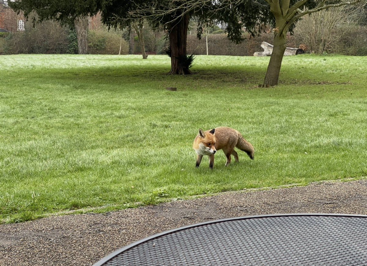 msdc58's tweet photo. @MandyLSimard Local fox comes quite close if I sit quietyl. https://t.co/CeMqxY3Lrp