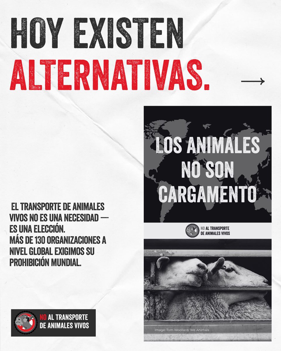 PAEecuador's tweet photo. Hoy nos unimos para decirlo en voz alta:
"No a la exportación de animales vivos."
por los millones de animales destinados a consumo que cada año cruzan océanos en condiciones de hacinamiento, calor extremo y sufrimiento.
(OMSA/@WOAH) 
https://t.co/V40wPiGNve 

#BanLiveExportsDay https://t.co/N8Lbn4eoEC