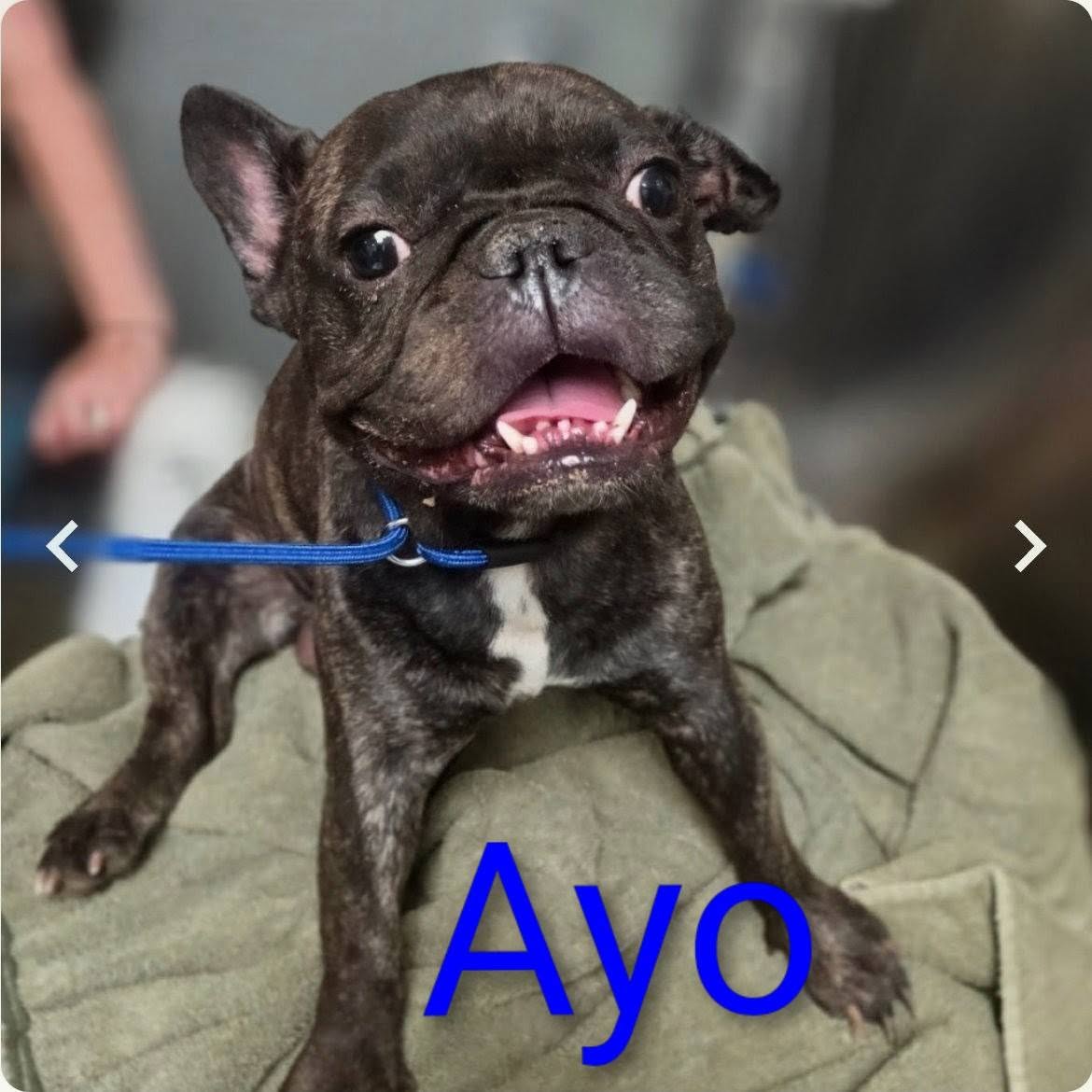 PoundHoundsResQ's tweet photo. Aye from Philly is the newest #PoundHounder.
Ayo was found as a stray and couldn't move his hind legs.
So someone DUMPED a dog on the street that couldn't move.
#humanssuck https://t.co/ufJoLCC4uG