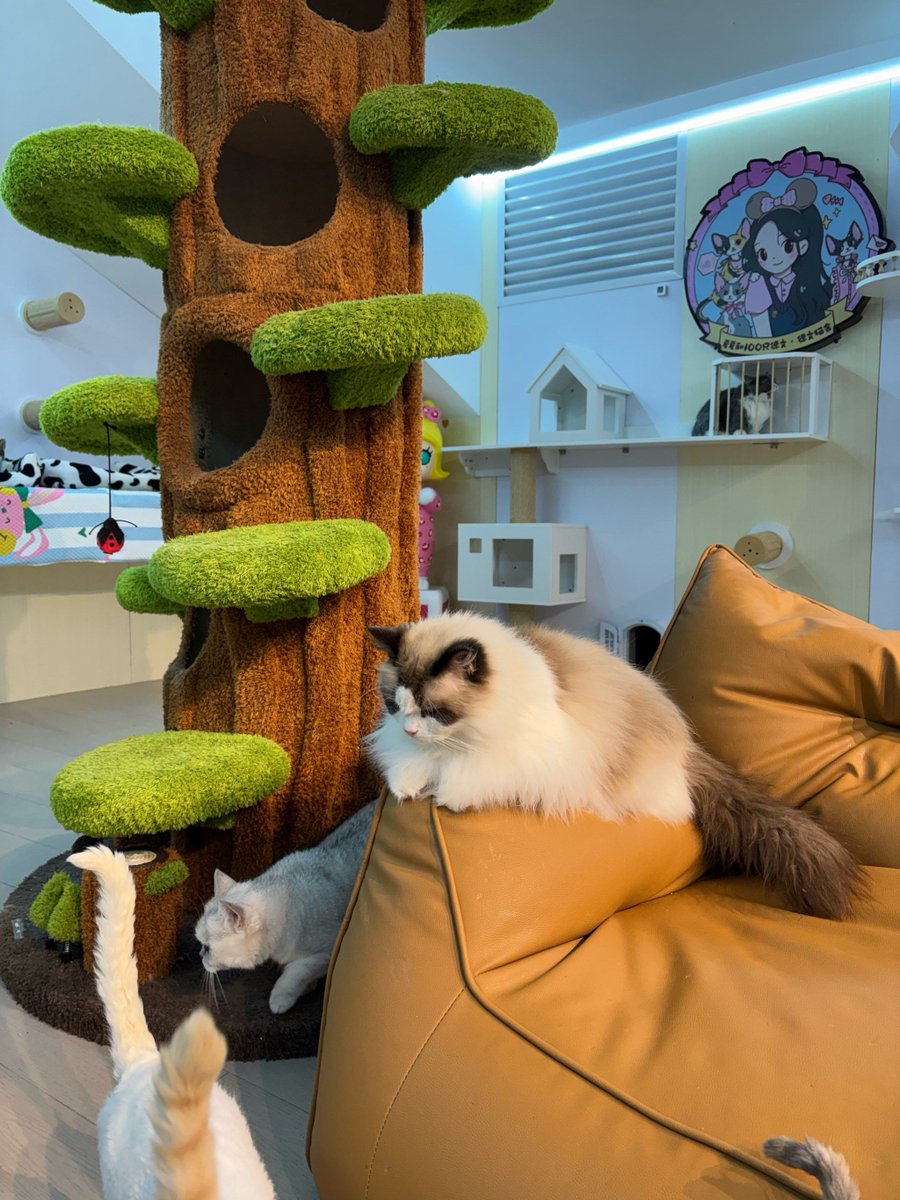 claudialazorra's tweet photo. Just swapped my 9-to-5 desk for a backyard raised bed and morning coffee with my cat—small changes, huge joy. https://t.co/Mko71hAtgB