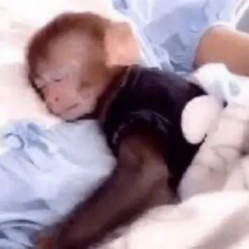 monkeyincrisis's tweet photo. https://t.co/DKg0ZAKtBa