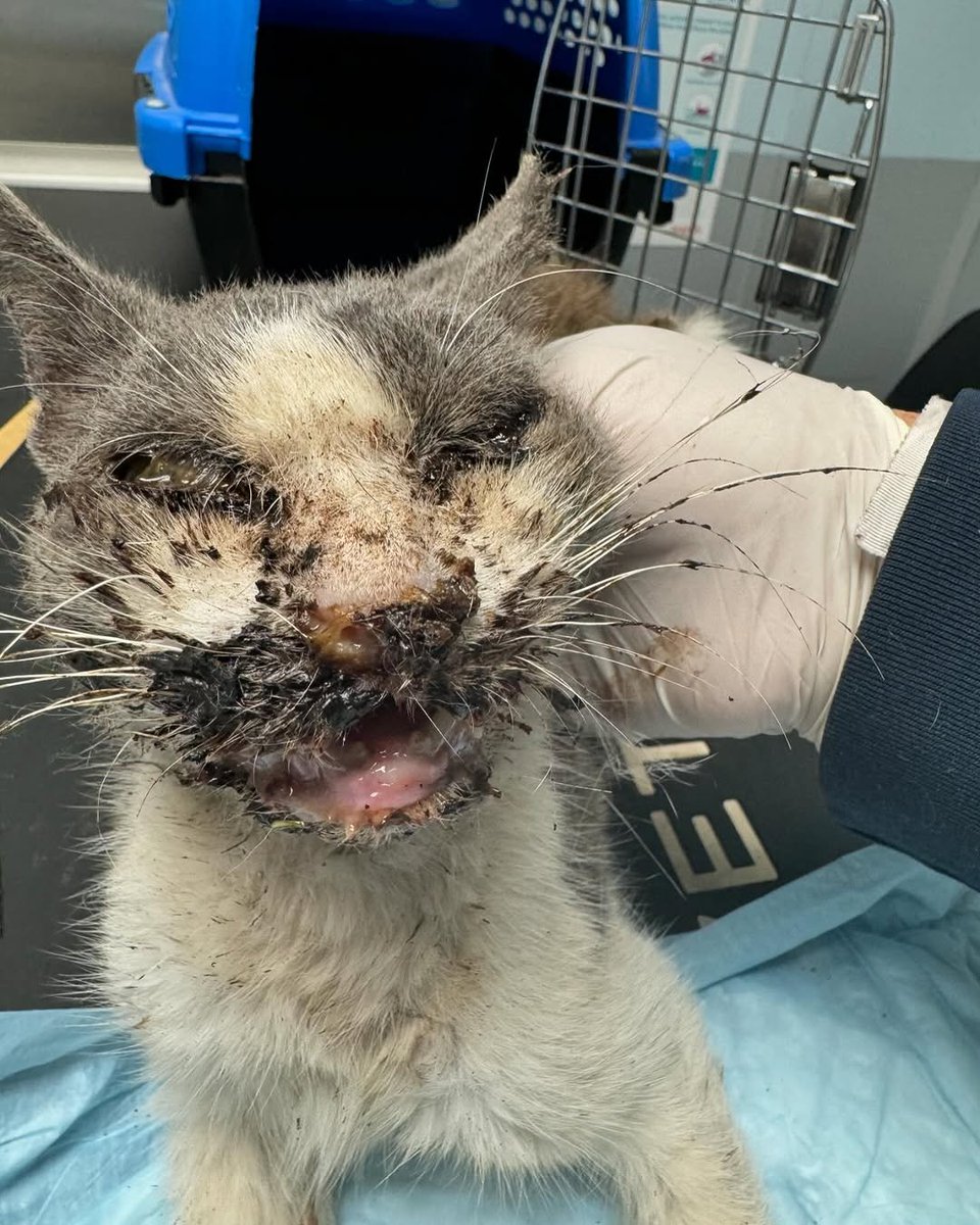 u9jqt136972jdjc's tweet photo. Hang in there Angel 🪽

We Urgently need your support while we manage this emergency and also plan for intake of another medical emergency later tonight or tomorrow. This was not the holiday weekend plan … but this is rescue.

PAYPAL INBIO PLEASE DONATE SOMETHING 😭😭😭🙏🏼🙏🏼 https://t.co/R3zWvjUkdt