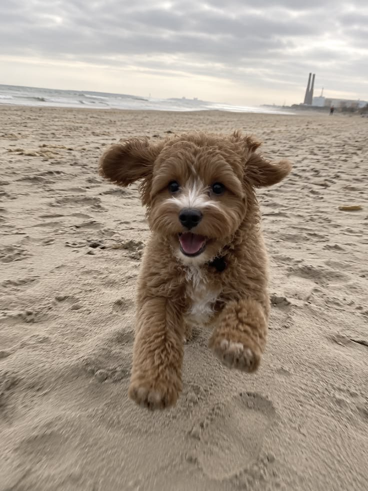 Dogs2hearts's tweet photo. RUN! https://t.co/bUYRyRjeGo