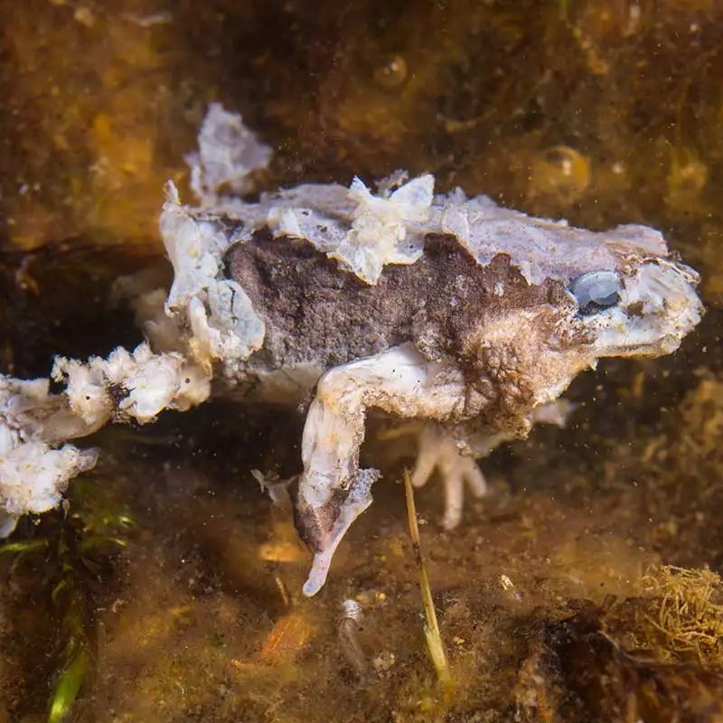 giveashitnature's tweet photo. "Rescuing" a jar of tadpoles out of a drying up pond and dumping them in another feels like a kindness. In reality, it can be one of the most destructive things a backyard naturalist can do.

There's a fungus you should know about called chytrid. It eats the skin off frogs and salamanders, the skin they use to breathe and drink, and it kills them. 

It is, no exaggeration, the most destructive wildlife disease ever recorded. It has driven the decline of more than 500 amphibian species and pushed around 90 of them to extinction.

And here's how it travels: water, mud, gear, and moved amphibians. The zoospores live for weeks in a bucket of pond water. Worse, some frogs carry it without getting sick, so the healthy-looking frog you relocate can seed an outbreak that wipes out the pond you moved it to.

You don't have to be a villain to do this damage. You just have to move a frog, a tadpole, or a fish from one water body to another with good intentions.

So don't. Leave them where they are. If you wade or fish across different ponds, rinse and dry your boots and gear in between. The kindest thing you can do for the frogs is nothing.