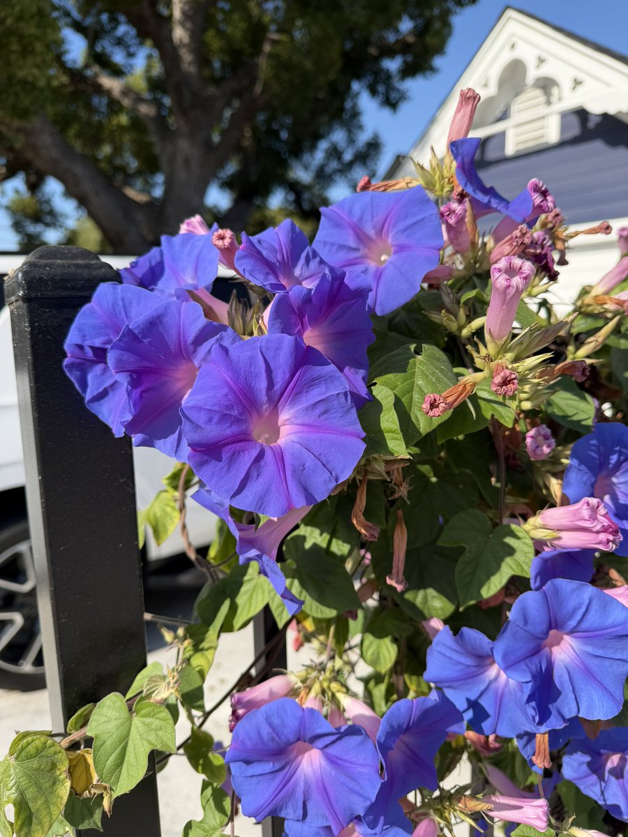 BaronessaD's tweet photo. It was a beautiful morning for a 5k Walk/Run, @runBTS_5k! I kept seeing gorgeous purple flowers everywhere and snapped a couple. 
Thank you for another motivating #runbts5k year! 
💜💜💜💜💜💜💜 https://t.co/lBMibpQpqZ