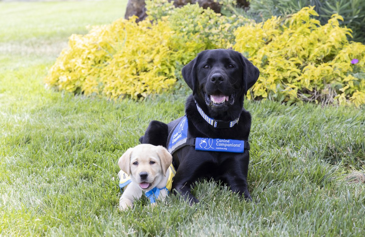 canineorg's tweet photo. 🐕‍🦺 Turn your love for dogs into impact! Become a #volunteer to help provide #servicedogs for people with disabilities! 

Join our online info session:
-Tues., July 14, at 4 p.m. PT / 7 p.m. ET

➡️ Sign up: https://t.co/JaOF57wxhZ

#volunteering #community #makeadifference https://t.co/BtIpETv4a6