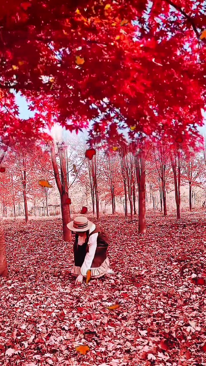 AbdouGroupak's tweet photo. Our Photography Club's Autumn Shoot Meetup is this Saturday! Snap fiery maple leaves u0026 cozy café vibes with fellow shutterbugs. Sign up via link in bio! https://t.co/EWncFoBm5k