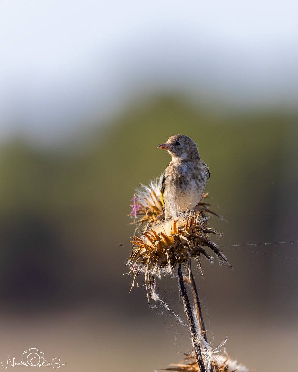 myers0325421's tweet photo. Jilguero europeo (Carduelis carduelis), juvenil. https://t.co/ZJWPoVvk9P