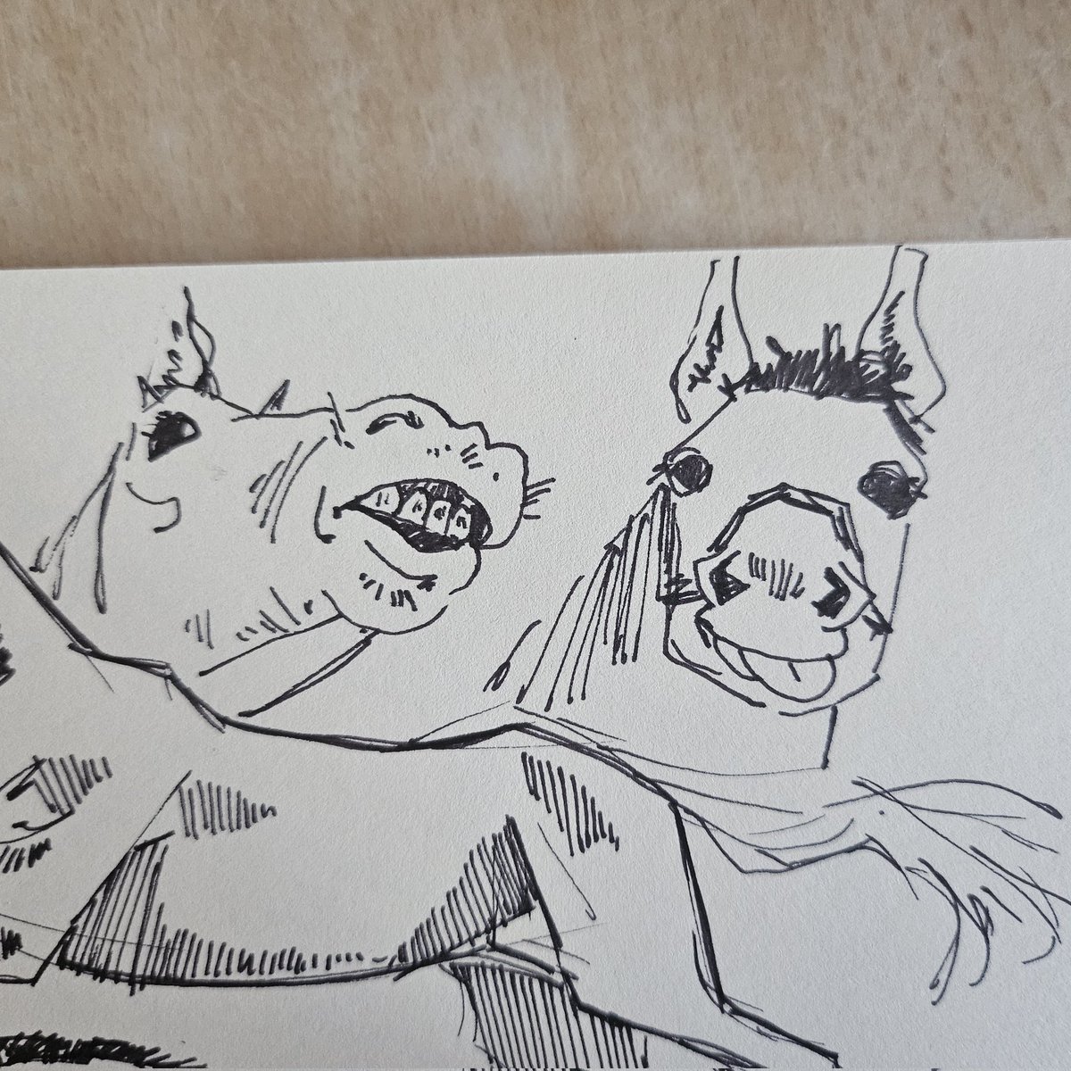 P3a4_14's tweet photo. Silly horses https://t.co/vvQgTS9bFt
