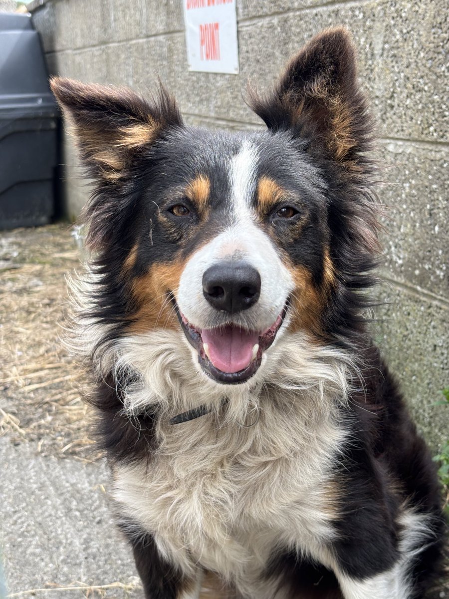 Noelle___G's tweet photo. 8 years of Jack 🐶🐾🖤 https://t.co/1y1Ngib03o