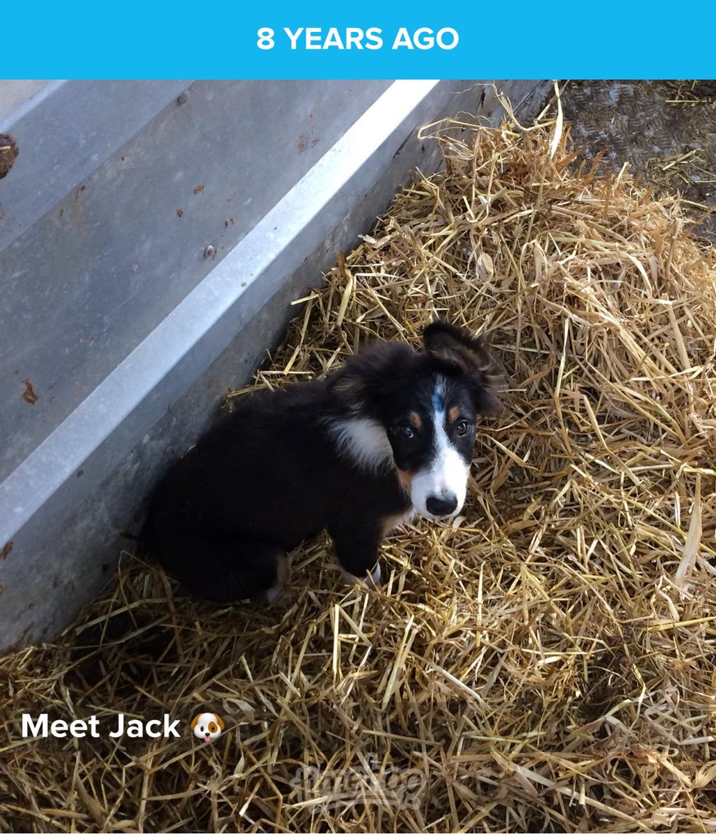 Noelle___G's tweet photo. 8 years of Jack 🐶🐾🖤 https://t.co/1y1Ngib03o