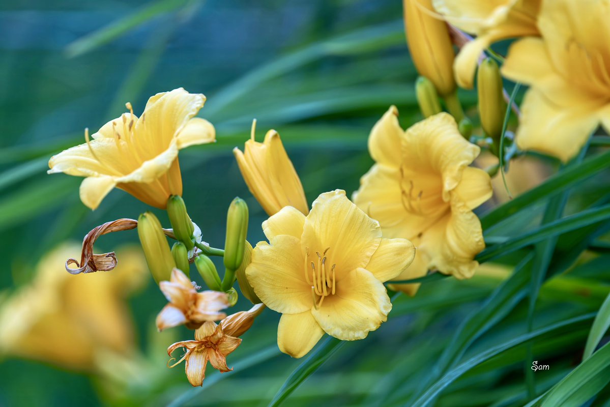 Sam2978pt's tweet photo. 🌼 https://t.co/NChtTKfCgM