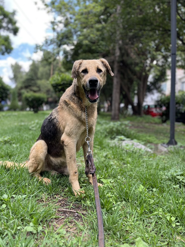 HELA_MORE's tweet photo. No se pierdan la oportunidad de conocer hoy a Osito,es un viejito precioso.

Le encanta que lo acaricien y le den comida.🥰

Parque hundido de 11 a.m a 3 p.m https://t.co/YnazUgSBOq