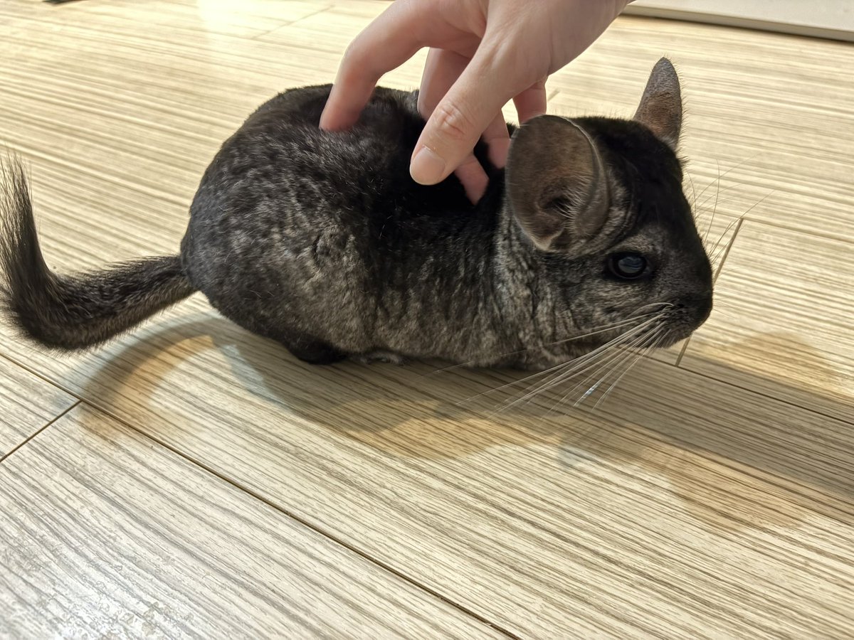 nezuminchu's tweet photo. ムートン、それは餅ネズミ https://t.co/w4OjQxRyem