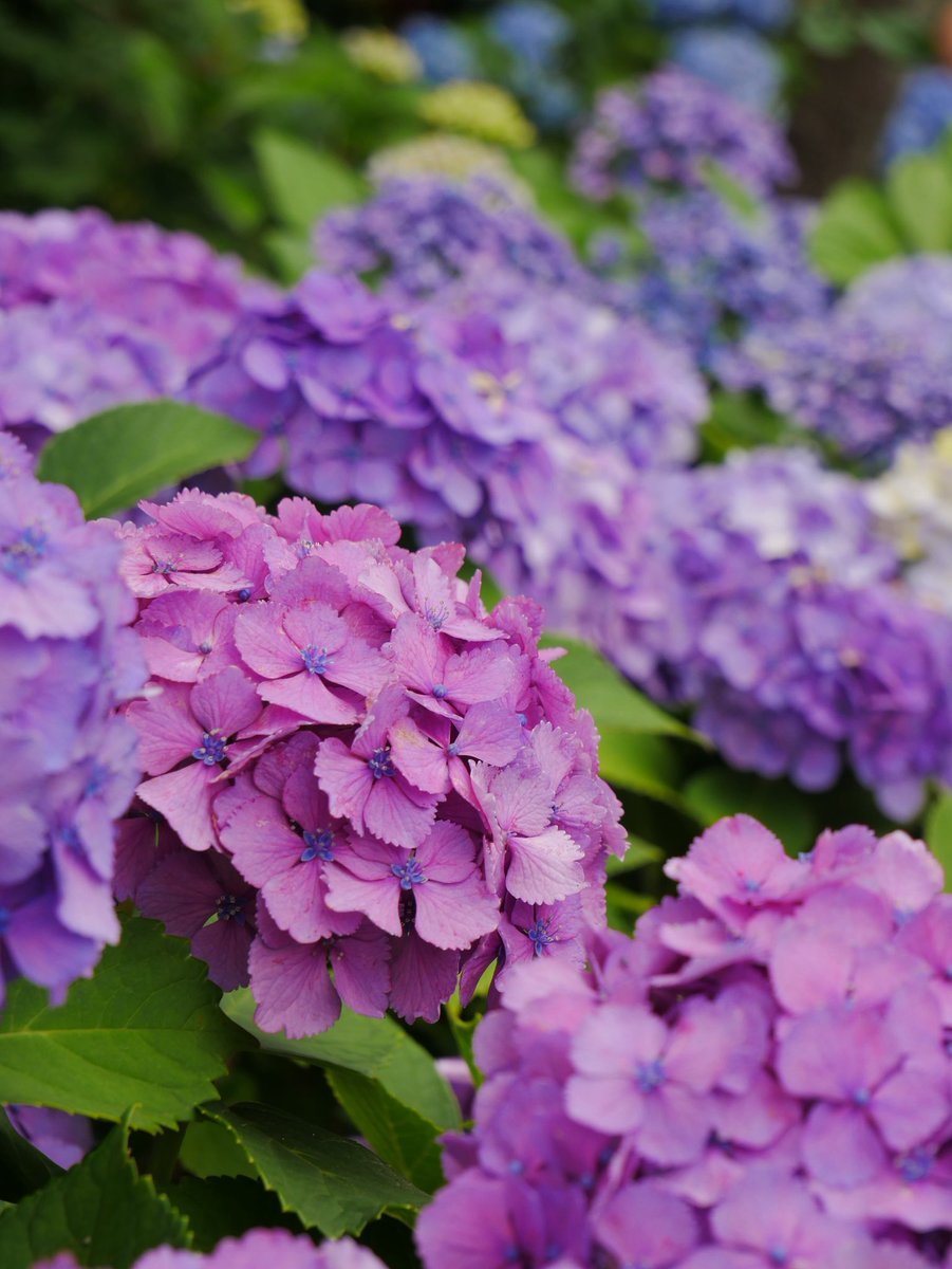 Nights217's tweet photo. 白山神社であじさい祭。
今年は紫陽花の花が少なかったな・・・剪定したみたいだけど、その影響かしら。

今年もハート型の紫陽花、見つけました。 https://t.co/oGvy3nKh48