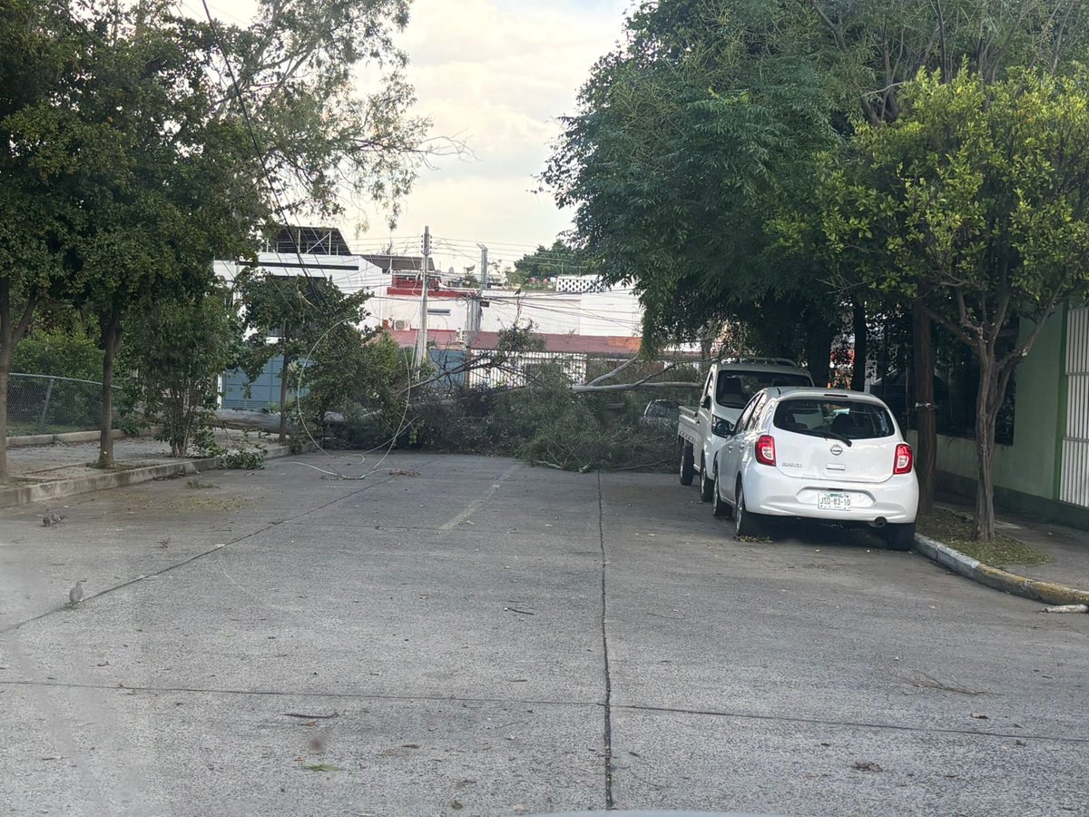 soyunoob's tweet photo. Más de 36 horas y cfe no ha venido a quitar los cables de alta tensión energizado del piso de un parque público, ya vino parques y jardines a quitar el tronco! Peligro piso mojado y cables de alta tensión en el suelo @Trafico_ZMG @ZapopanGob @CFE_Contigo @TVAztecaJalisco https://t.co/JDc4TxUi6h