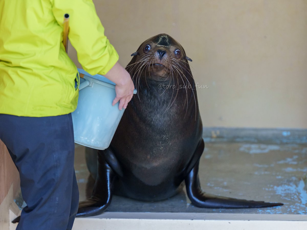 toro_sub_fun's tweet photo. あわしまマリンパーク

ガリバー

2026/02/23

#カリフォルニアアシカ #sealion 

6/15 ガリバー Happy Birthday🎂
㊗️30歳！！！
きゅるるんで可愛いガリバー🫶🏼
また1年元気に過ごせますように！ https://t.co/Agt3vbjtiM