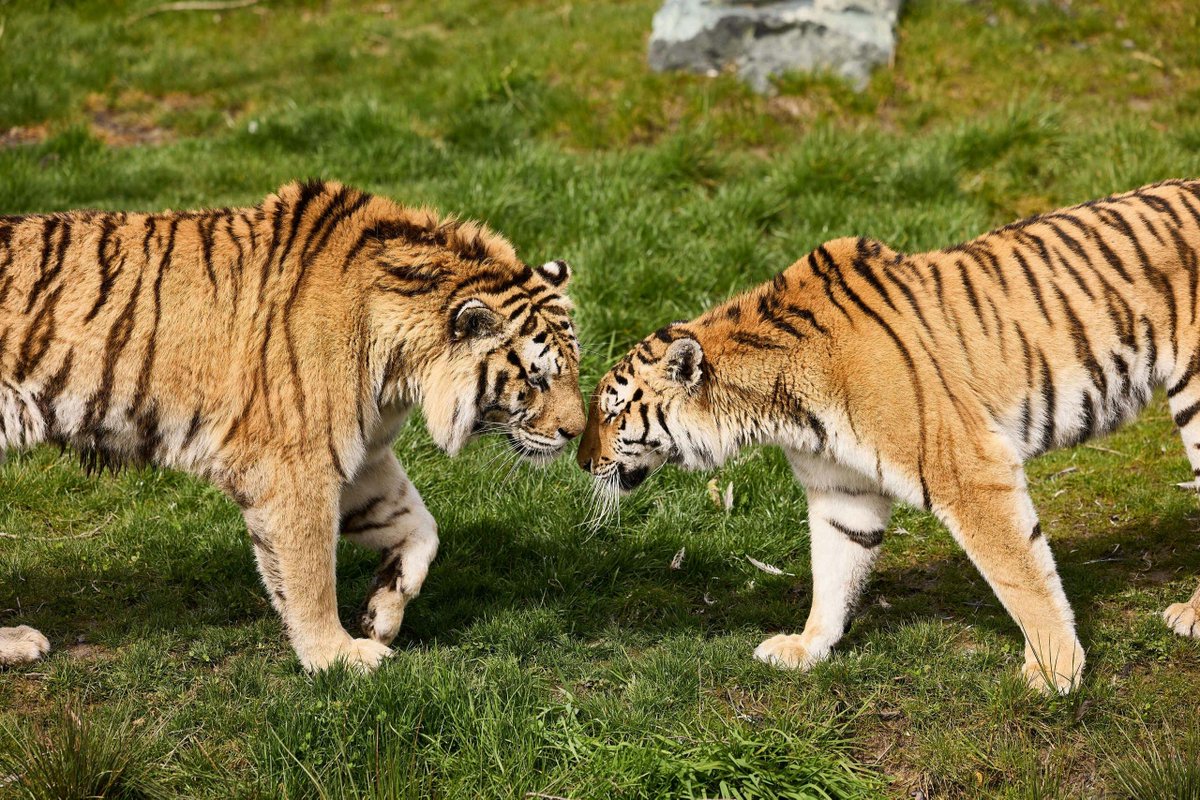 AmurTigres's tweet photo. Emperor and Empress 👑
#tiger #tigerking #amurtiger https://t.co/4X7s96LiUQ