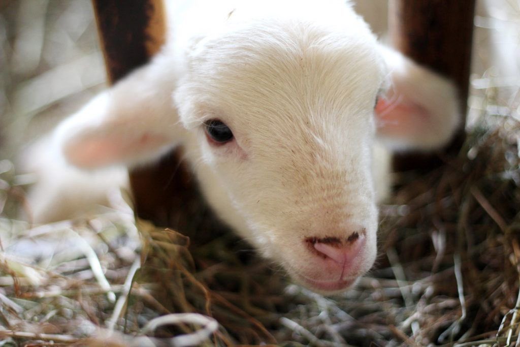 Ihunanya_chi's tweet photo. In this economy where even small things feel like luxury items, where exactly would a poor girl like me find money to be buying spotless lamb or goat for sin offering? 😭

Honestly, if not for Jesus, I don’t know what would have become of me. By now my sins would have been piling up like a mountain reaching heaven, and I’d be walking around with guilt like heavy luggage I can’t drop.

No peace, no joy, just me and my “collection of mistakes,” waiting for judgment.

But thank God for Jesus. He didn’t just make it easier… He made it complete. 🙌