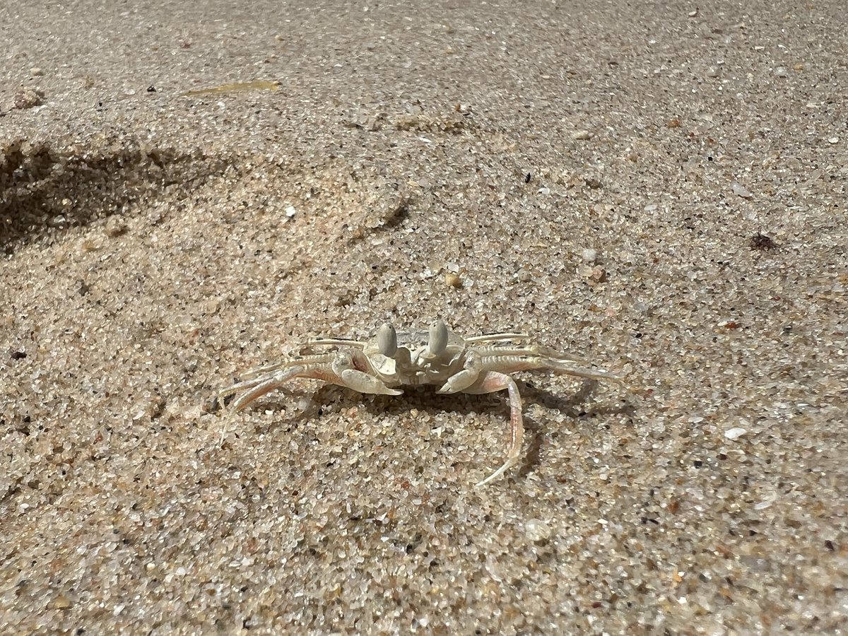1350556A's tweet photo. タイランド湾で蟹道楽🦀
雨季入ってるのに晴れててクッソ運が良い https://t.co/ArFLNpBycP