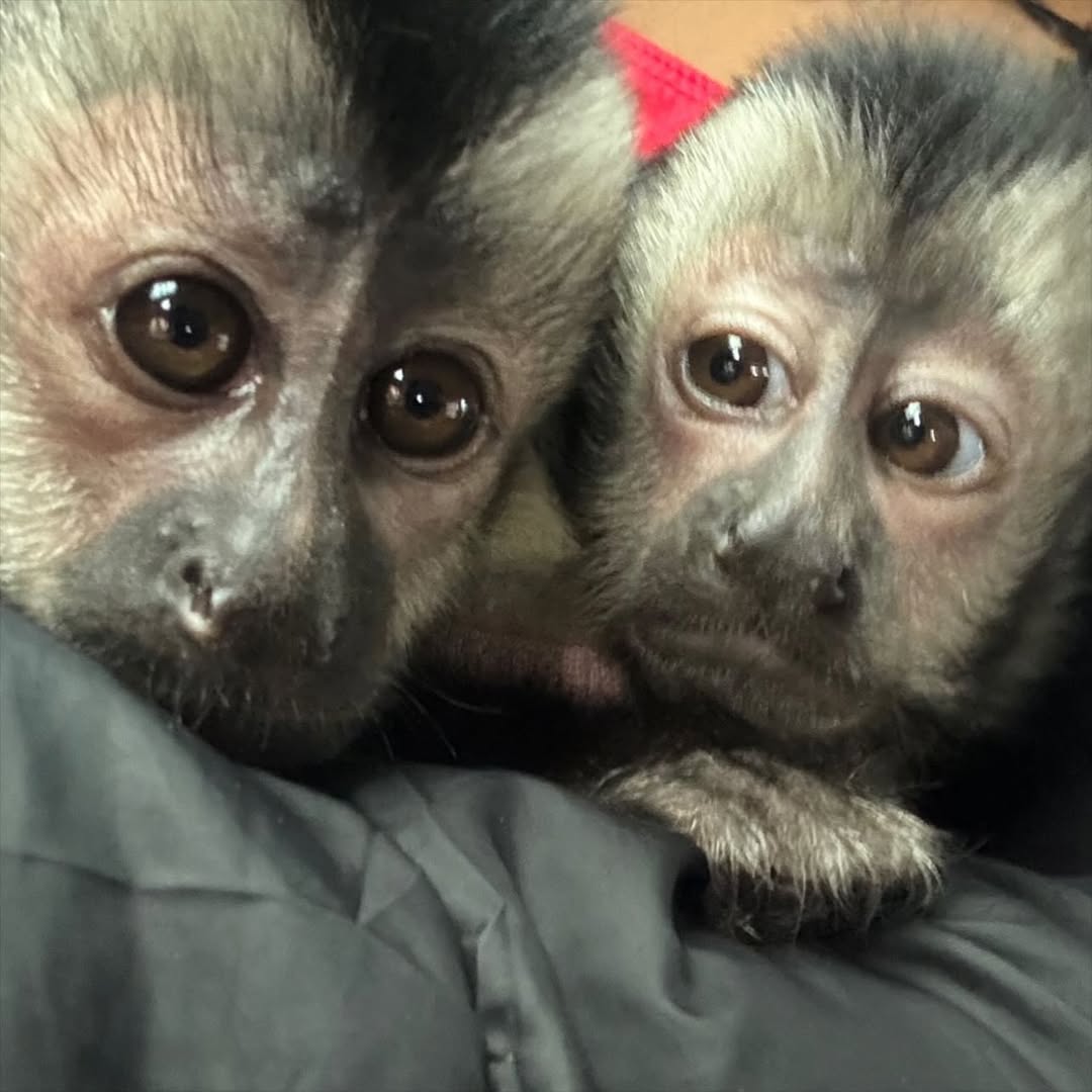 monkeyincrisis's tweet photo. https://t.co/W0fjJdZUaA