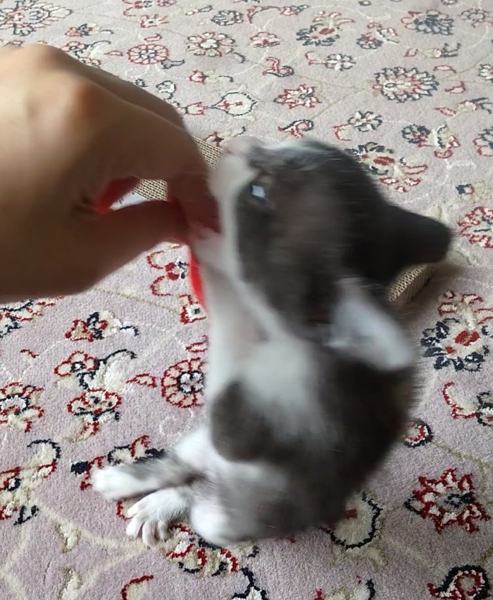96urushi's tweet photo. 先月よちよちミルク飲み猫だった虚無は立派な猛獣となりシャケを咥えて駆け回っていた。人の足首を執拗に狙う。 https://t.co/dcuqZUgN6p