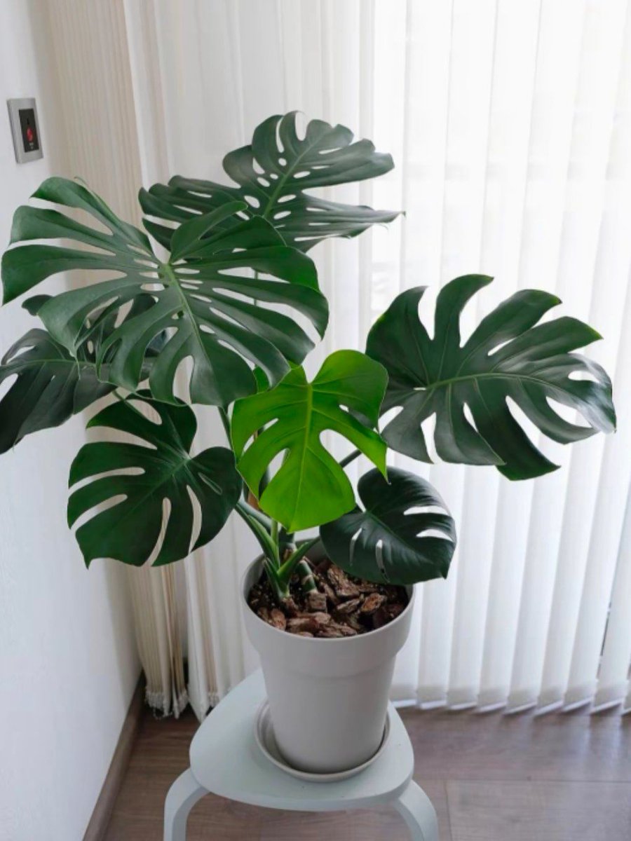 CariasIcaro's tweet photo. Pro tip for new plant parents: Water your green babies when the top 2 inches of soil feel dry! No more overwatering disasters, keep your leafy friends happy u0026 thriving https://t.co/SnHiScX3R7