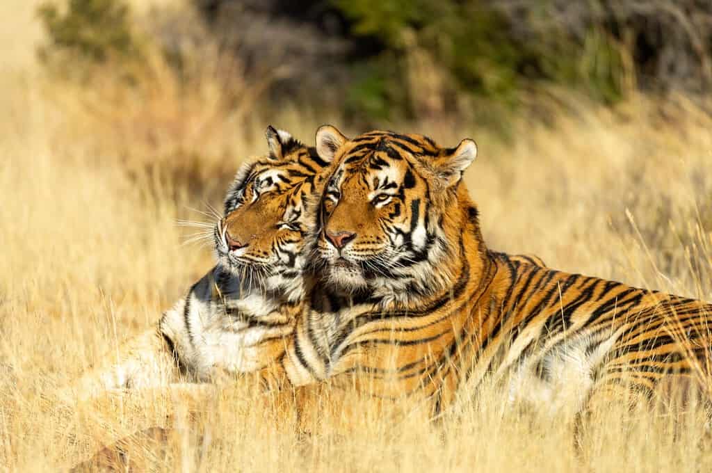 AmurTigres's tweet photo. Emperor and Empress 👑
#tiger #tigerking #amurtiger https://t.co/wHbSDy3CGK